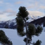 Livigno 2014